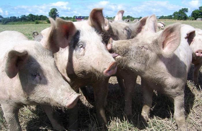 Poland confirms 16 recent ASF outbreaks in pigs