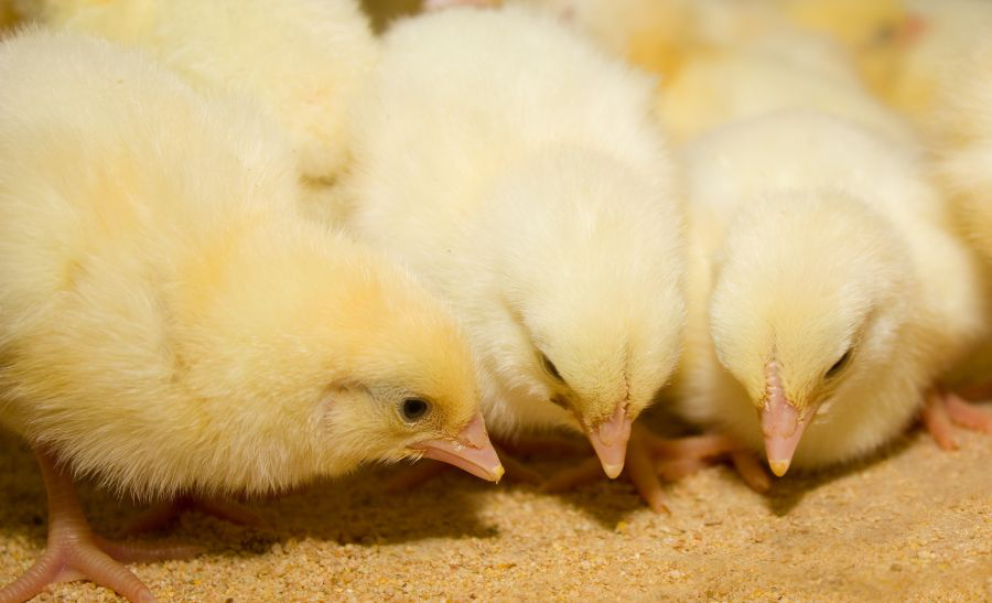 5 broiler early nutrition research highlights