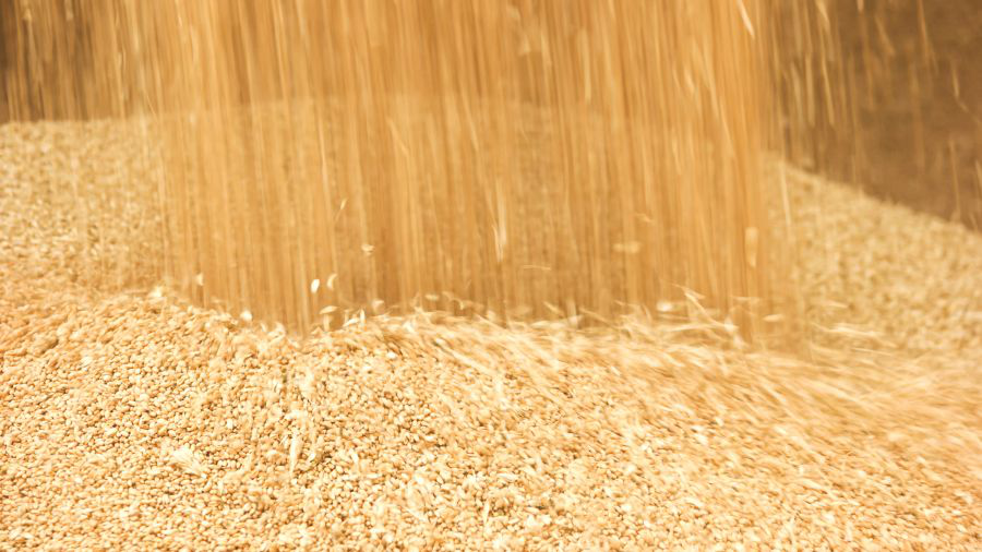 Ukrainian wheat is not forthcoming to EU countries