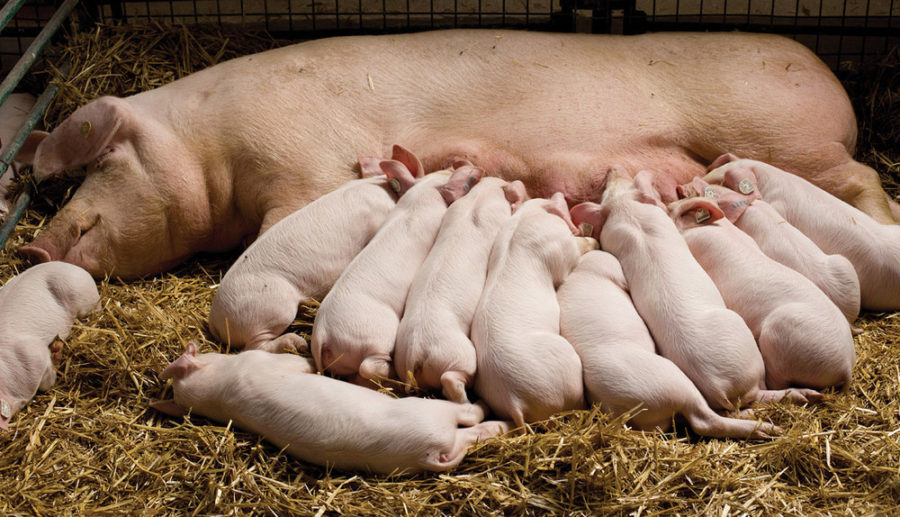 7 considerations for improved sow performance