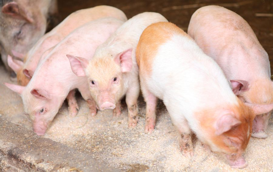 Danish efforts to remove zinc oxide from piglet feeds