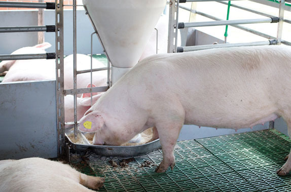 Real-time formulation a more efficient way to feed animals