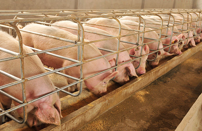 Grain extrusion may be cost effective in swine diets