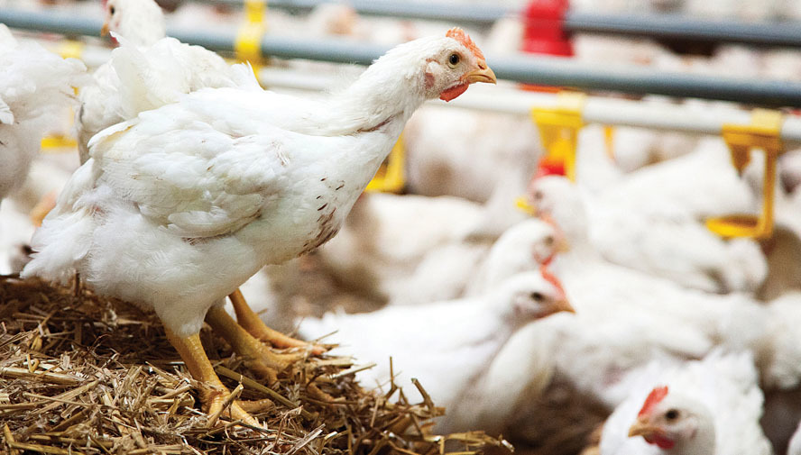 How to fine-tune nutrition for slower-growing chickens