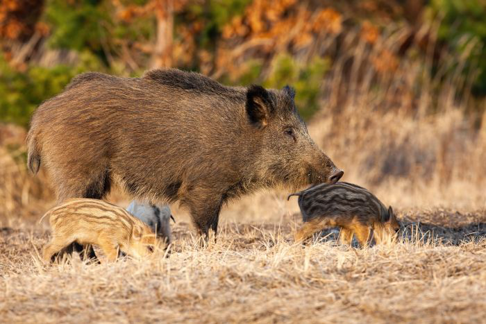 Bait and switch: Can contraceptives manage feral pigs?