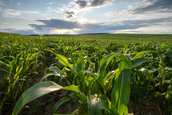 US closing gap between production, use of organic corn