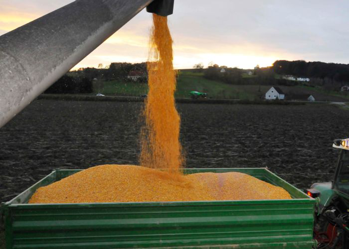 Corn prices up slightly, but don’t expect it to last