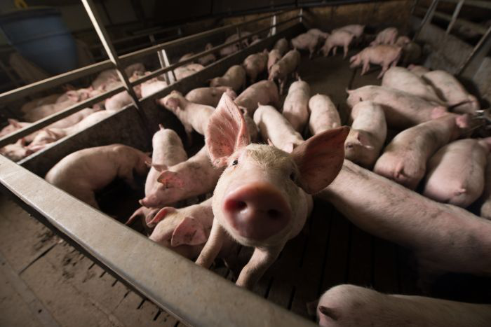 Massachusetts governor delays pork production measure