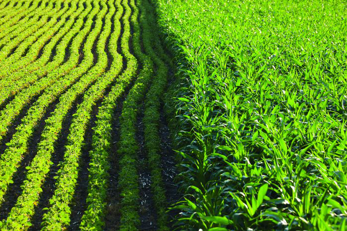How to manage feed costs amid high corn and soy prices