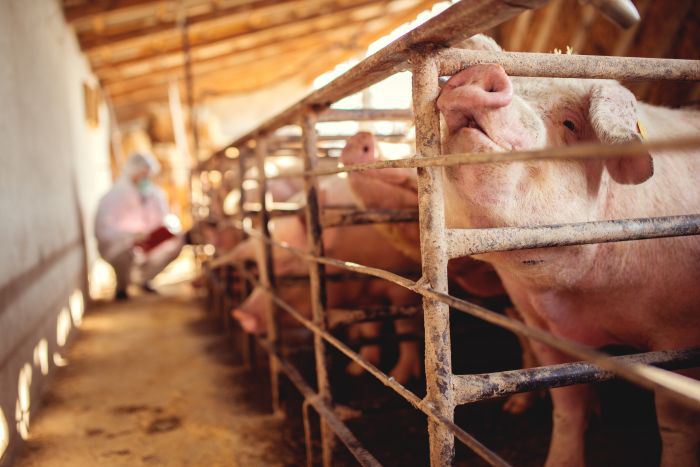 ASF, grain price volatility add risk to pig production