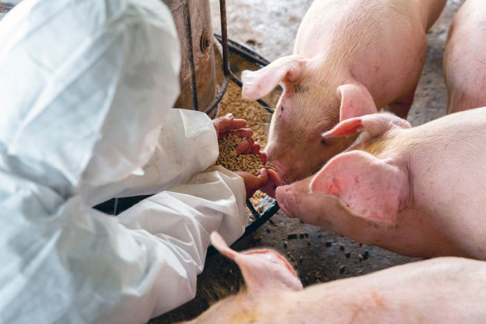 DON may primarily depress feed intake in growing pigs