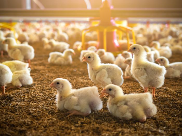 VIDEO: What technologies are shaping broiler production?