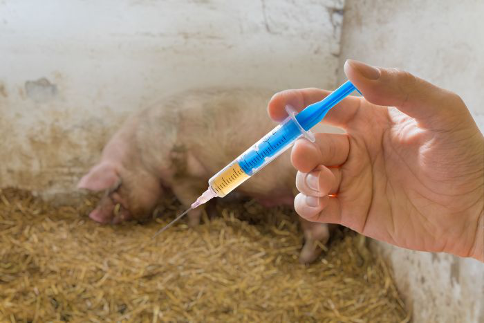 Vietnam suspends use of African swine fever vaccine