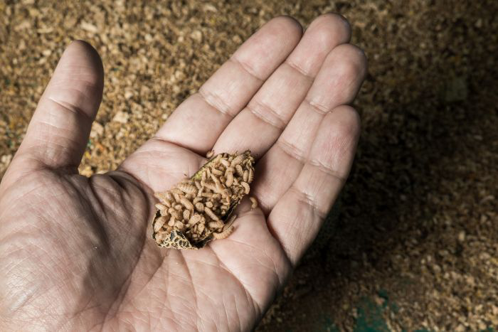 Pilot project to use BSF to produce sustainable feed