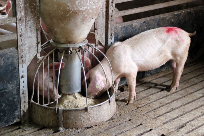 Ideal fiber profile: A novel approach to pig nutrition