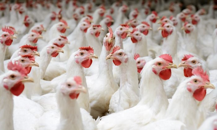How poultry performance has improved over the past decade