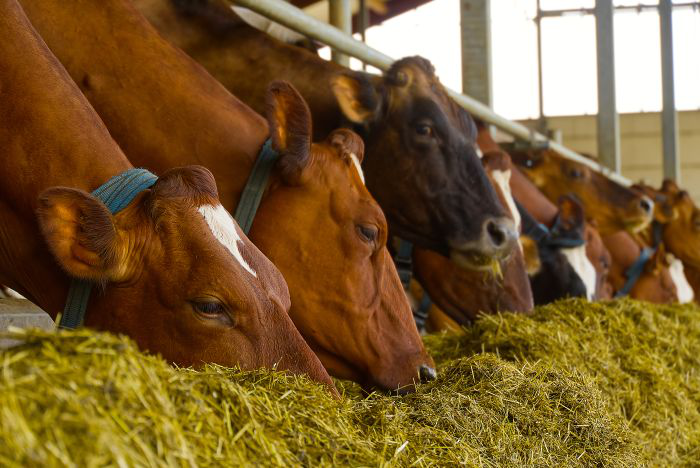 Precision feeding, amino acids improve dairy output [VIDEO]