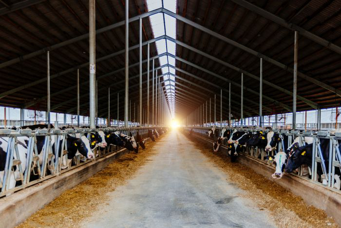 2021 Dairy Outlook: 7 trends impacting production, feed