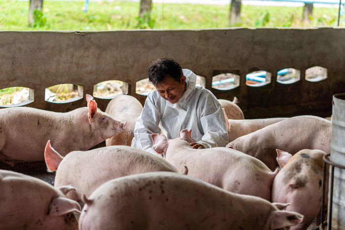 New cases of ASF in pigs reported by 5 Asian states