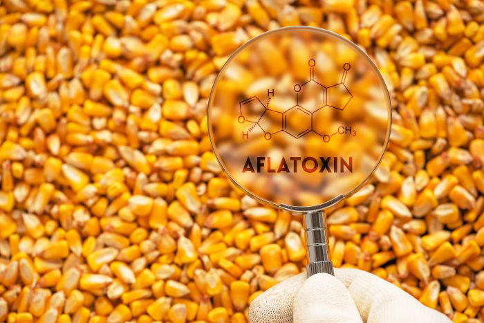 How climate change is changing mycotoxins