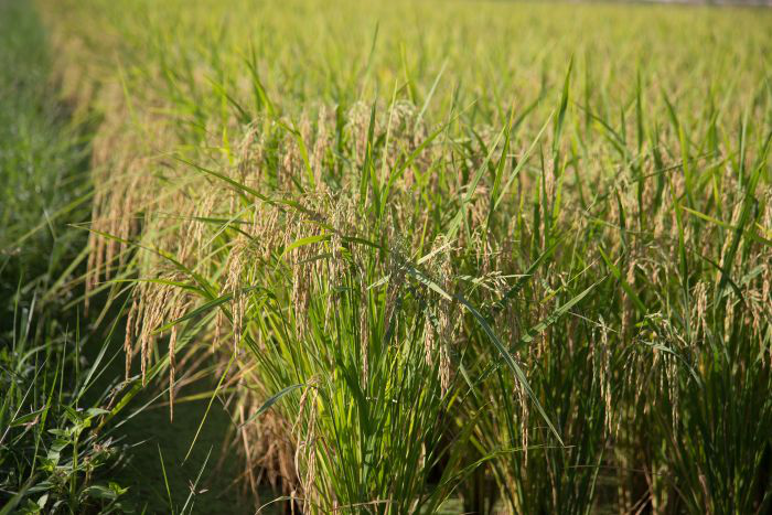 Research shows rice paddy straw can be fed to ruminants