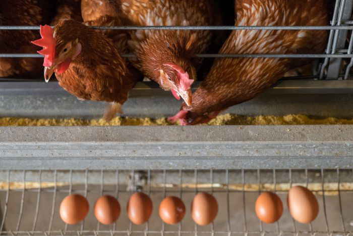 Economic considerations of feeding for egg size