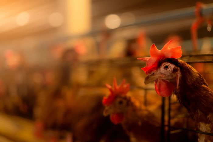 2022 Poultry Outlook: 7 macro trends apt to affect feed