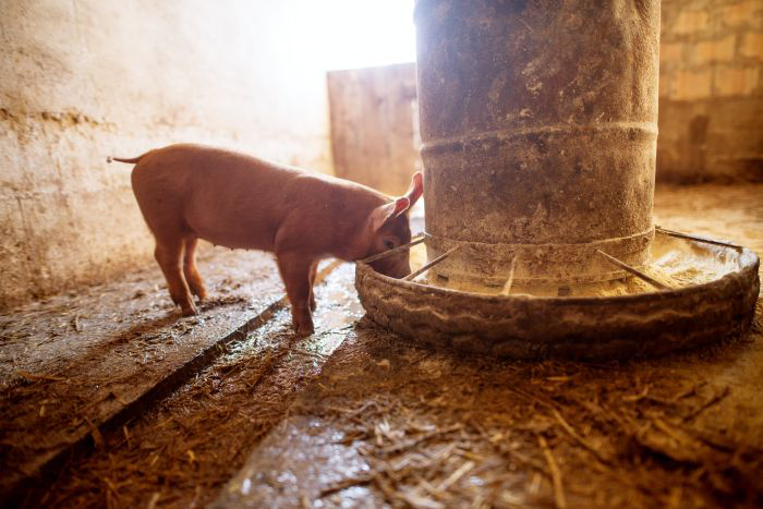 Antibiotic-free pig diets may require more amino acids