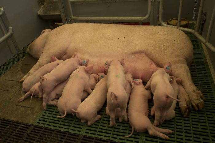 Study: Yeast may help improve early piglet growth