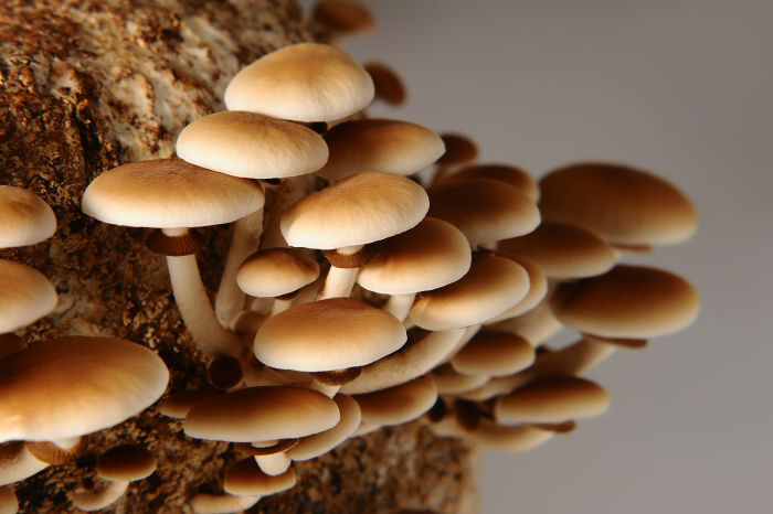Is fungi animal protein’s next big competitor?