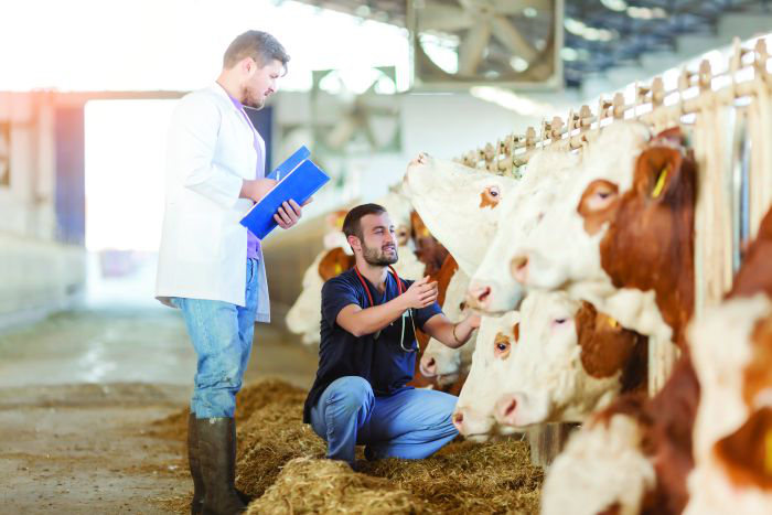 Tackling mastitis in dairy cows with management, nutrition