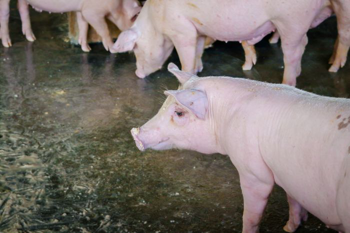 Global swine industry faces volatile, uncertain year