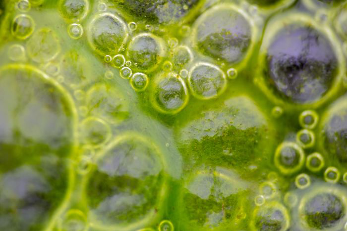 Algae beats fish oil in university carbon analysis