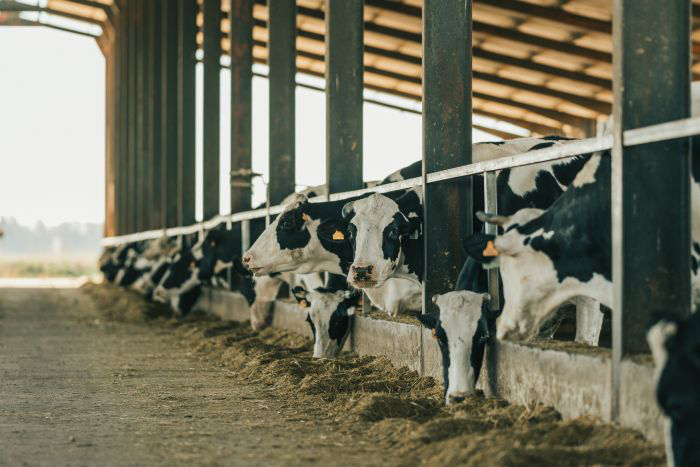 2022 Dairy Outlook: Challenges abound for dairy producers