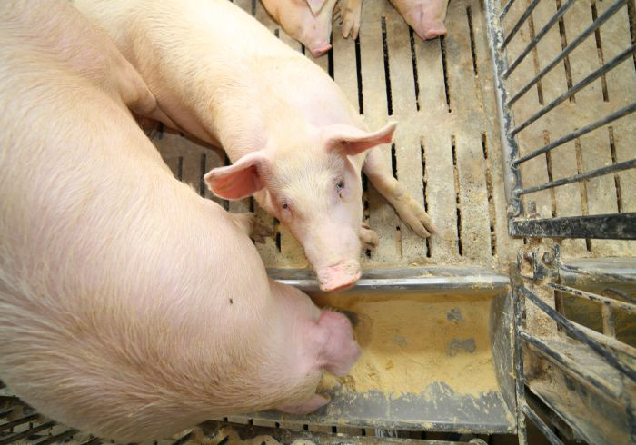 How nutrition, animal husbandry can boost pig immunity [PODCAST] | Feed  Strategy
