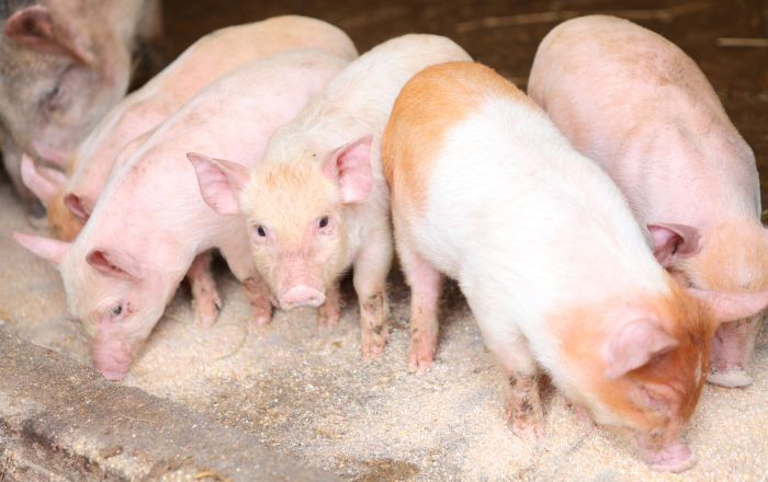Can pig feed ingredients transmit the ASF virus?
