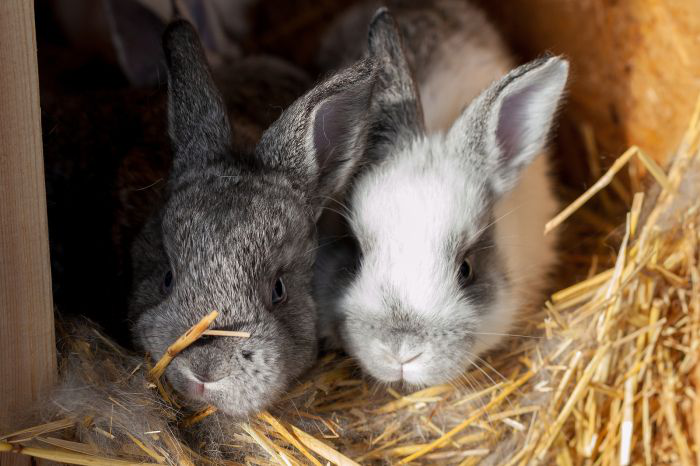 Rabbit production can ease energy shortage in the EU